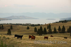 Cattle on Rolling Hills