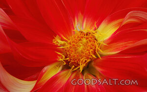 Center Closeup of Bodacious Dahlia