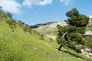 City of David Eastern Slope With Mount of Olives