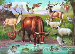 Clean Animals Safe to Eat