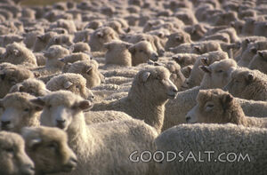 A large herd of sheep.