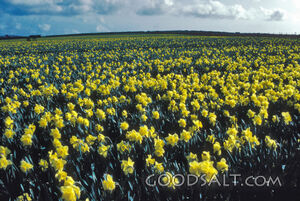 Daffodil Field