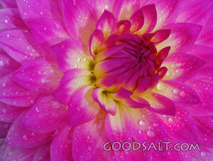 Dahlia With Raindrops