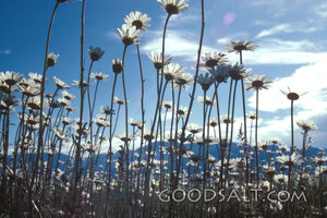 Daisies Reaching for the Sky