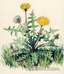 Dandelion