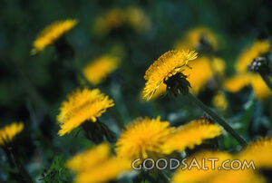 dandelions