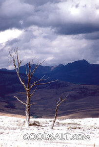 Dead Tree in the Desert
