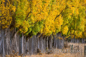 Deeply yellowed autumn leaves on row of Poplar trees.