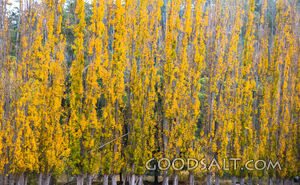 Deeply yellowed autumn leaves on row of Poplar trees.