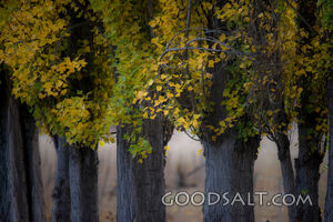 Deeply yellowed autumn leaves on row of Poplar trees.