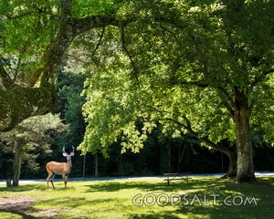 Deer in Park