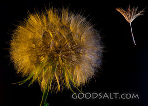 Don\'t  Always Try and Fit in, You Are Special