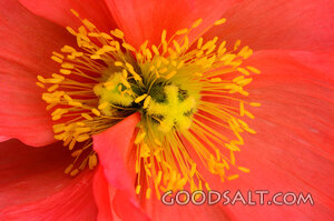 Double Centered Poppy