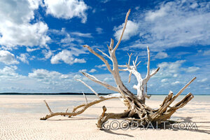 Driftwood