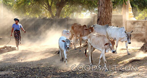 Driving the Cattle