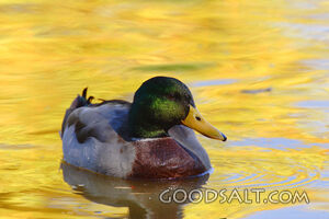 Duck in Water