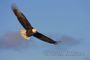 Eagle Soaring