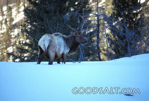 Elk in the Snow