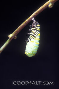 ebsps0541