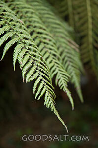 Fern Close-Up