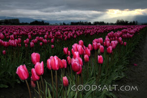 Field of Tulips
