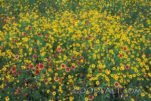 Field of Yellow and Red Daisies