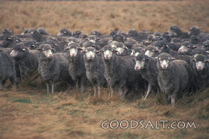 Flock of Black Sheep