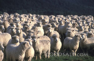 Flock of Sheep