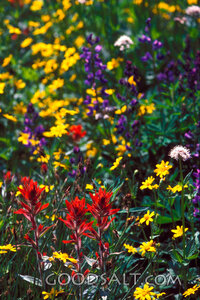 Mountain meadow flowers