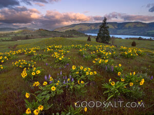 Flowers in a Mountain Valley