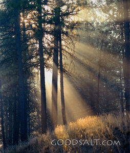 Forest Rays