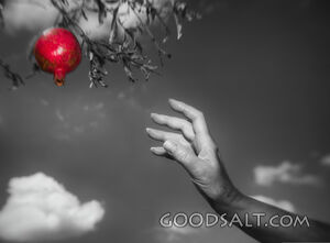 Fruit of the Vine