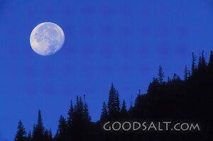 Full Moon Dark Sky Trees