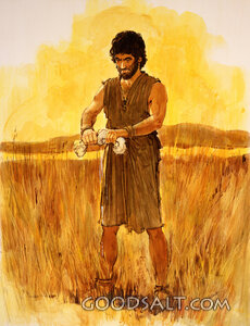 Gideon Squeezes the Wool