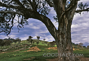 gnarly tree with grassy hills