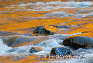 Gold Reflections on the Wilson River, Oregon