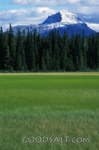 Grassy Meadow With Trees and Snow Coverd Mountain