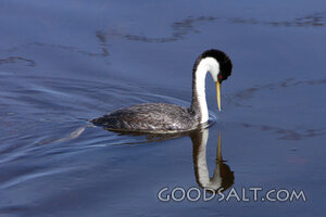 Grebe Reflected
