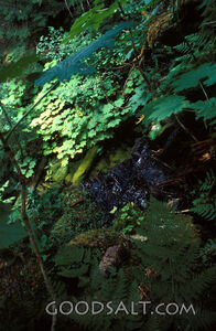 dense rain forest foliage