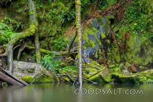 Heavily moss-covered cliff face.