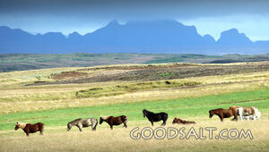 Horses and Mountains