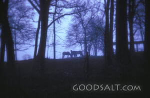 Horses, Forest, Dusk