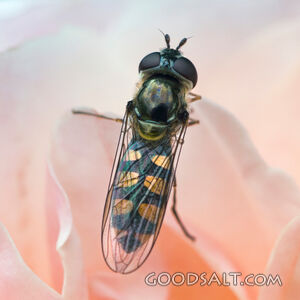 Hover Fly on Rose
