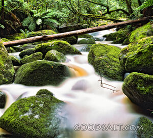 Huge mossy boulders and tree trunks feature beside white-water forest stream.