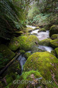 Huge mossy boulders and tree trunks feature beside white-water forest stream.