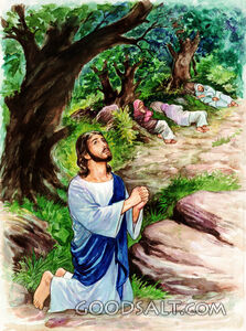 In the Garden of Gethsemane