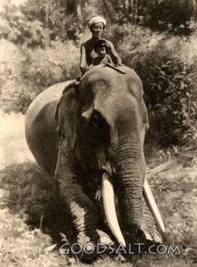 Indian Boy with Elephant