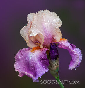 Iris in the Rain