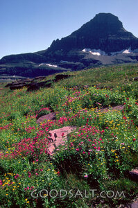 mountain meadow flowers in bloom