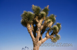 Joshua Tree